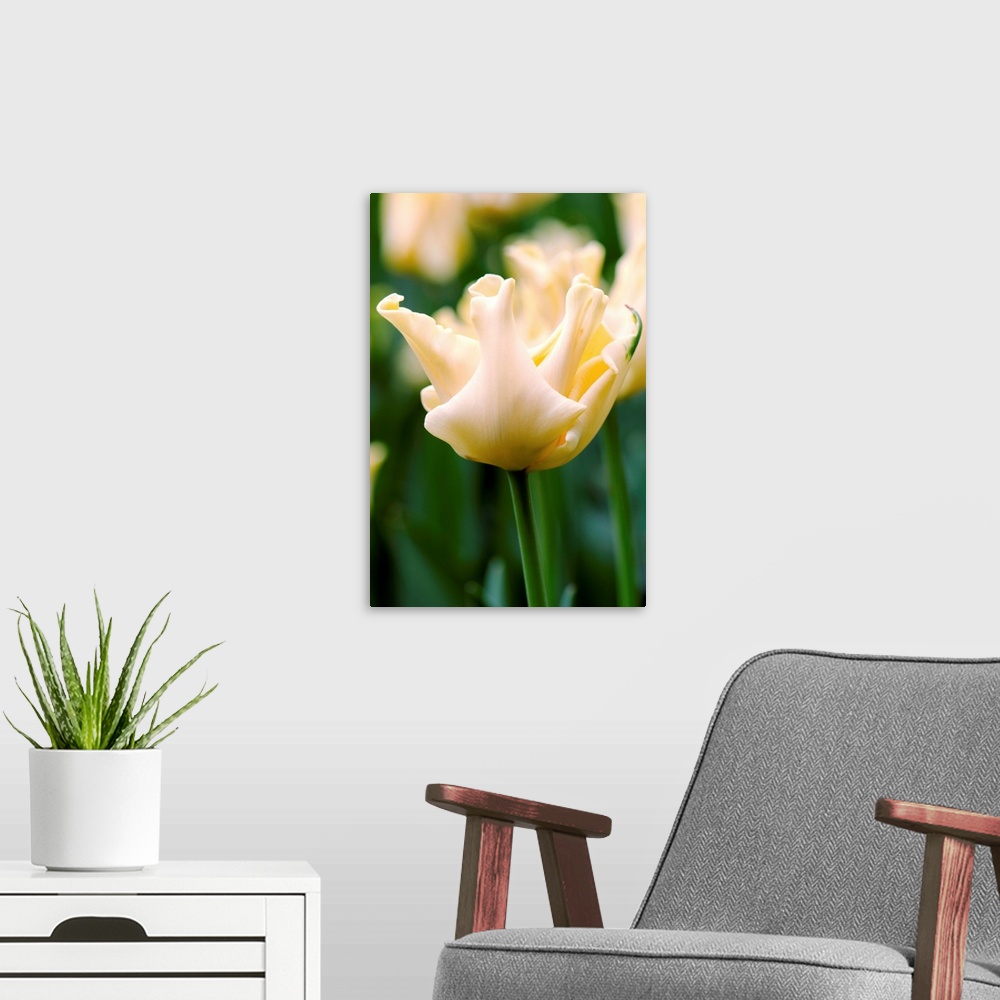 A modern room featuring Tulip (Tulipa 'Yellow Crown') in flower in the spring.