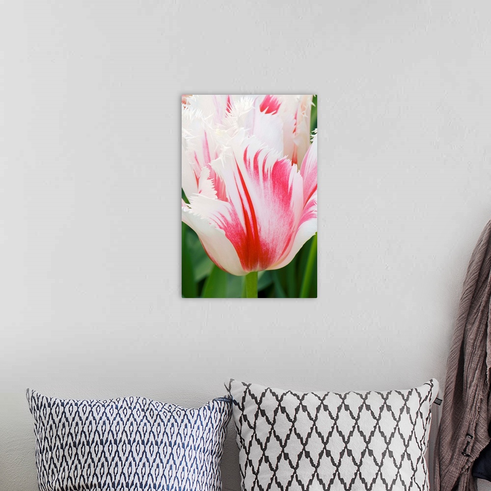 A bohemian room featuring Tulipa Carousel with shaded petal