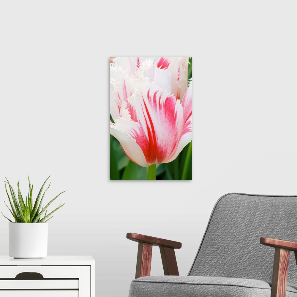 A modern room featuring Tulipa Carousel with shaded petal