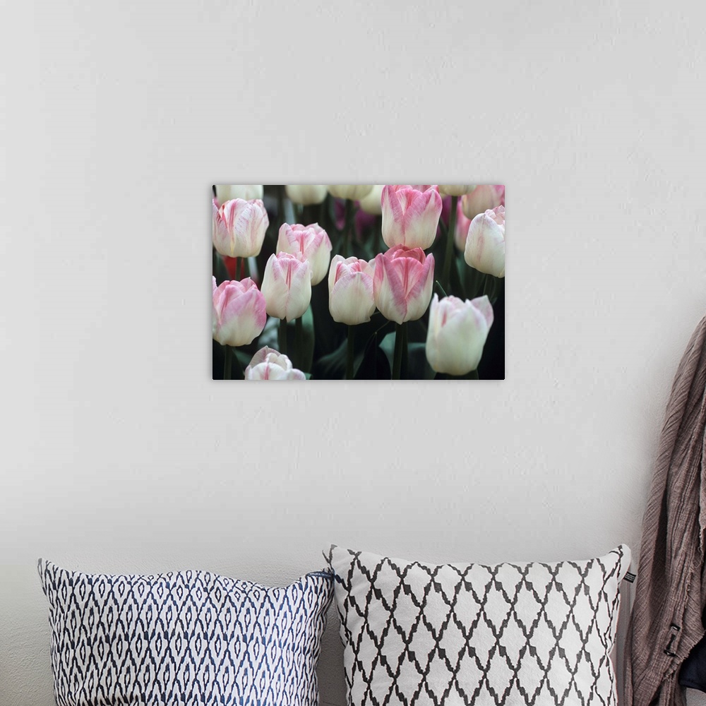A bohemian room featuring Tulip flowers (Tulipa 'Meissner Porzellan').
