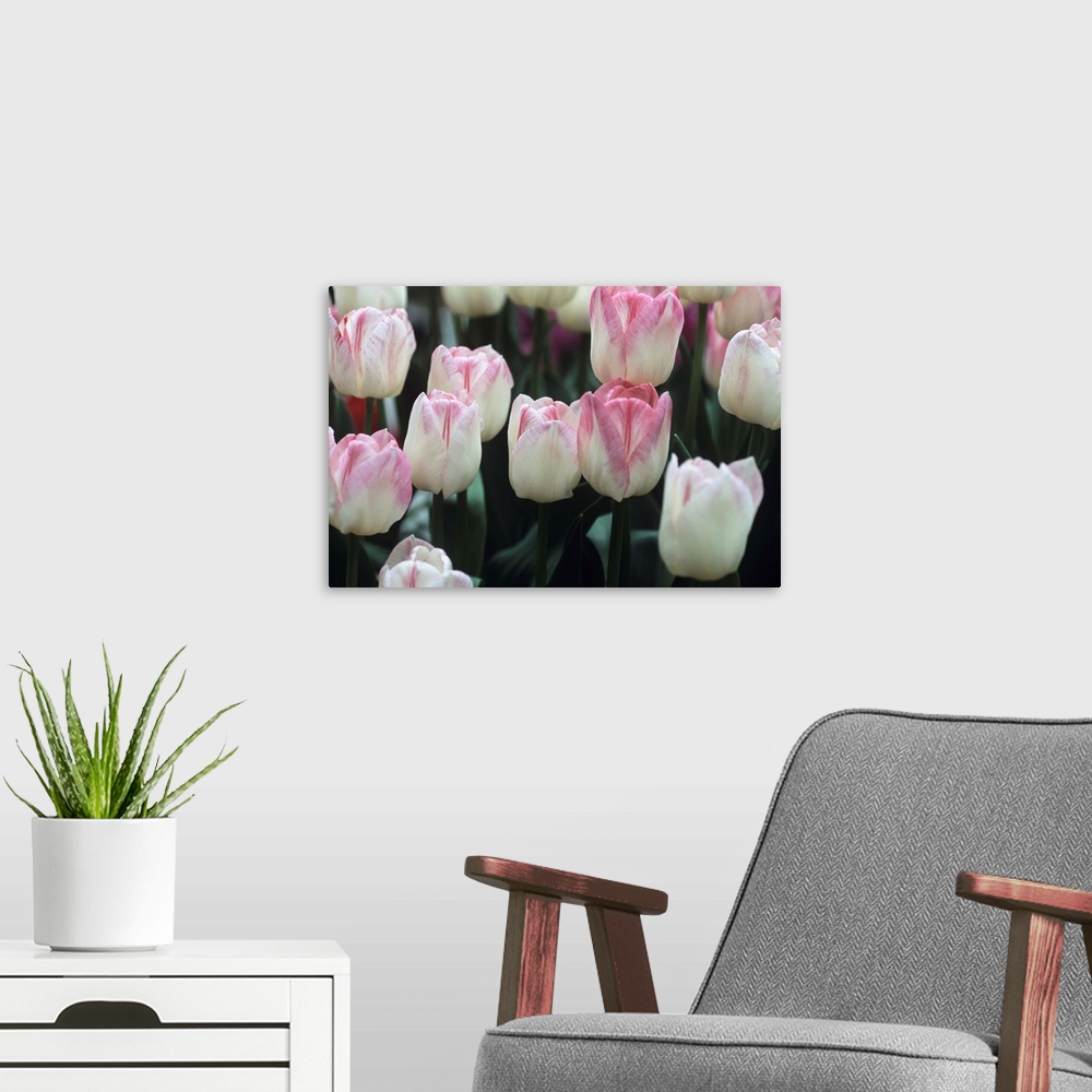 A modern room featuring Tulip flowers (Tulipa 'Meissner Porzellan').