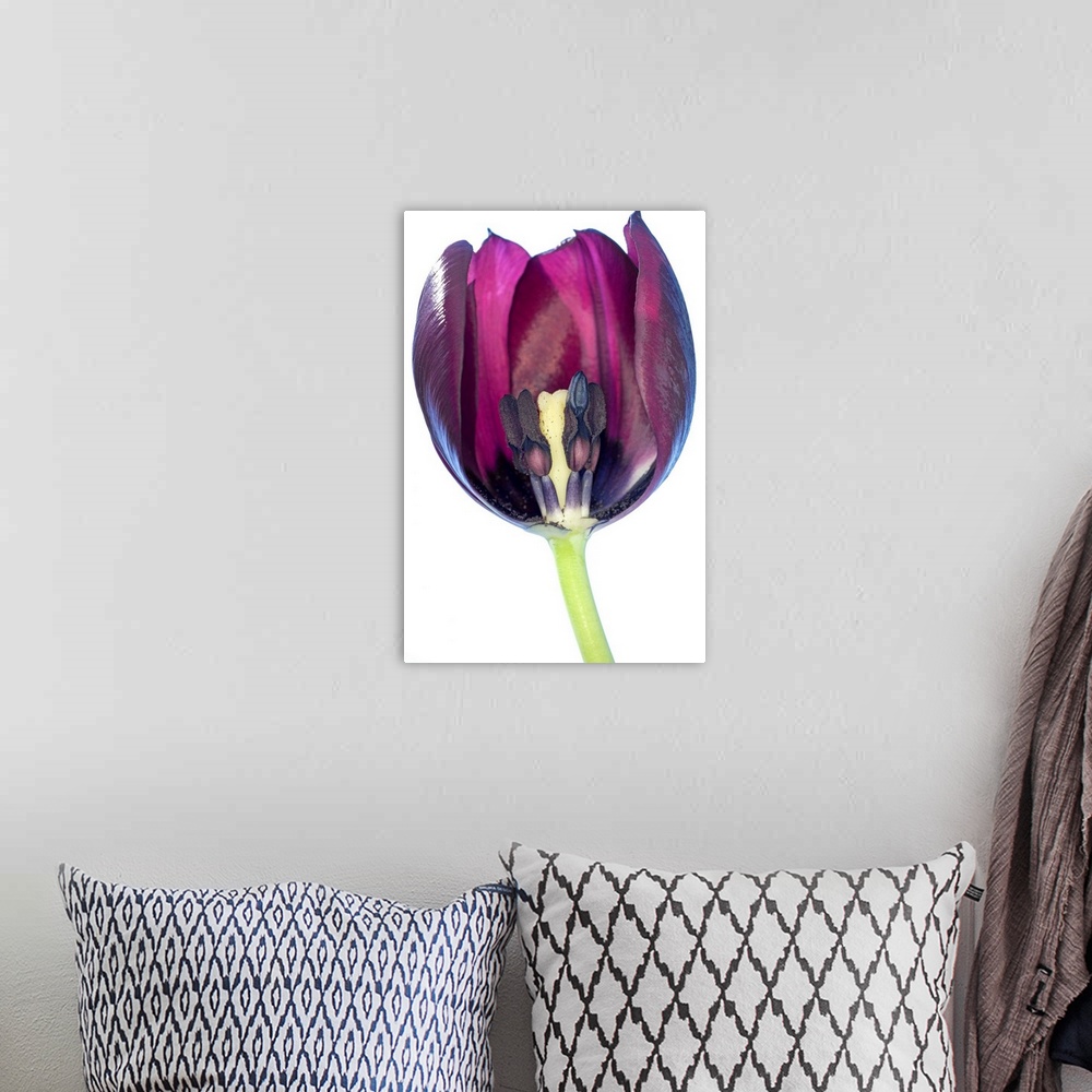 A bohemian room featuring Tulip's reproductive structures. This tulip (Tulipa sp.) has been halved to show its reproductive...