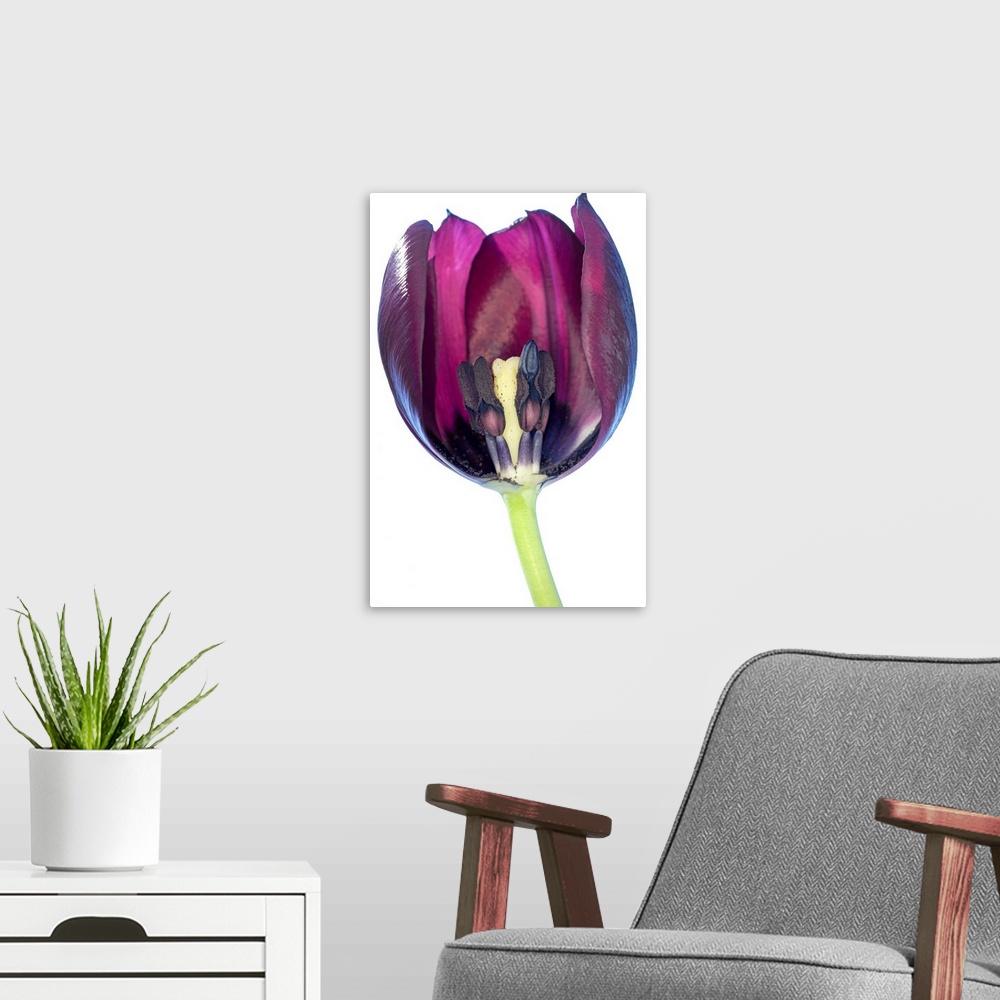 A modern room featuring Tulip's reproductive structures. This tulip (Tulipa sp.) has been halved to show its reproductive...