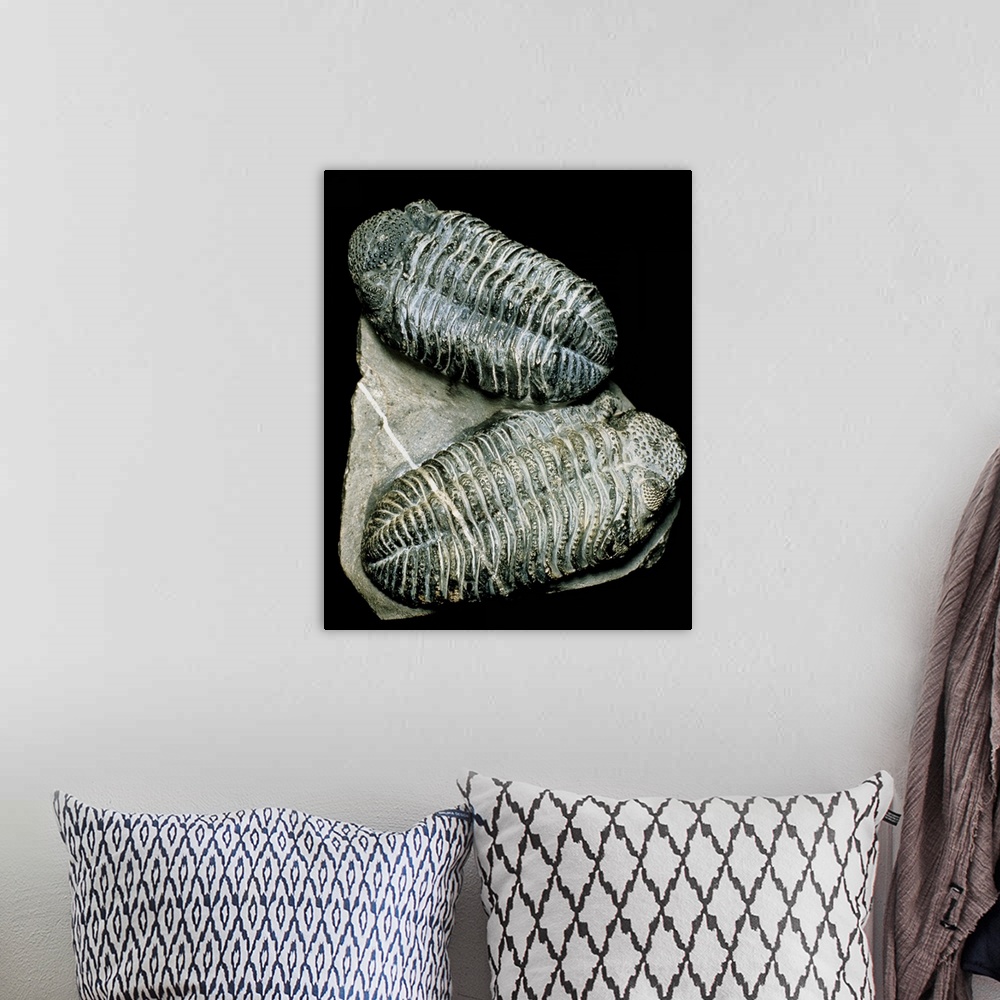 A bohemian room featuring Trilobites. Two well-preserved fossil trilobites from the Devonian era (408-360 million years ago...