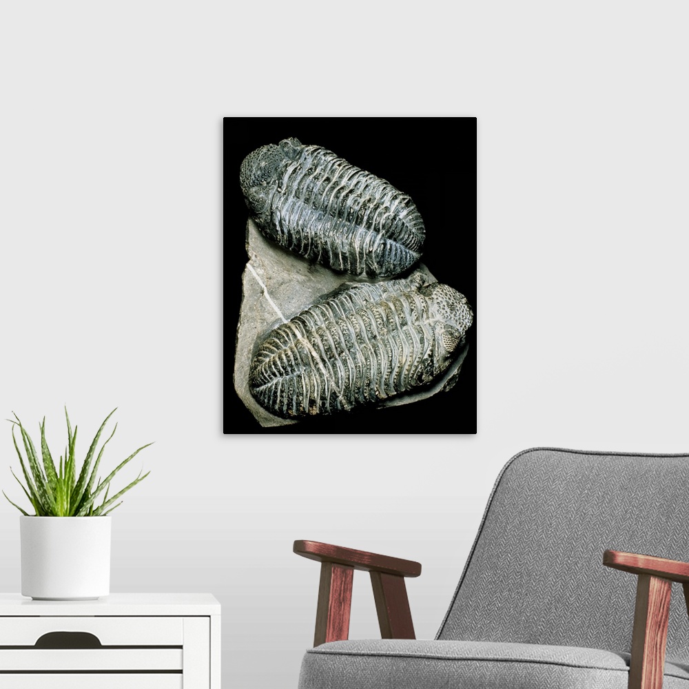 A modern room featuring Trilobites. Two well-preserved fossil trilobites from the Devonian era (408-360 million years ago...