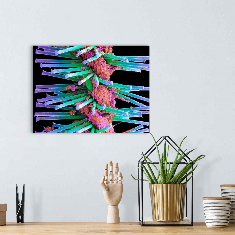 A bohemian room featuring Used interdental brush. Coloured scanning electron micrograph (SEM) of a bristles from a used int...