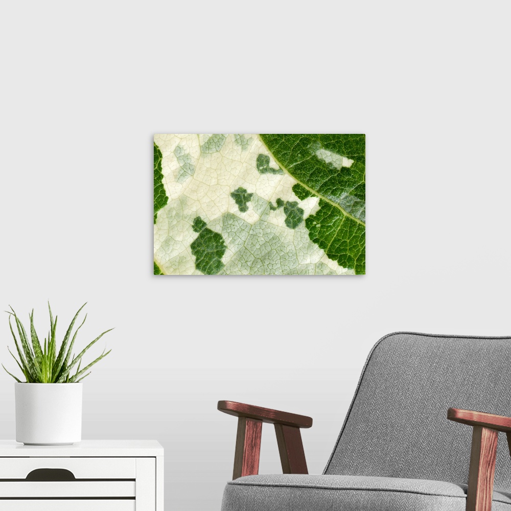 A modern room featuring A leaf of the hybrid poplar, Populus x candicans 'Aurora'. The picture is a close-up view of the ...