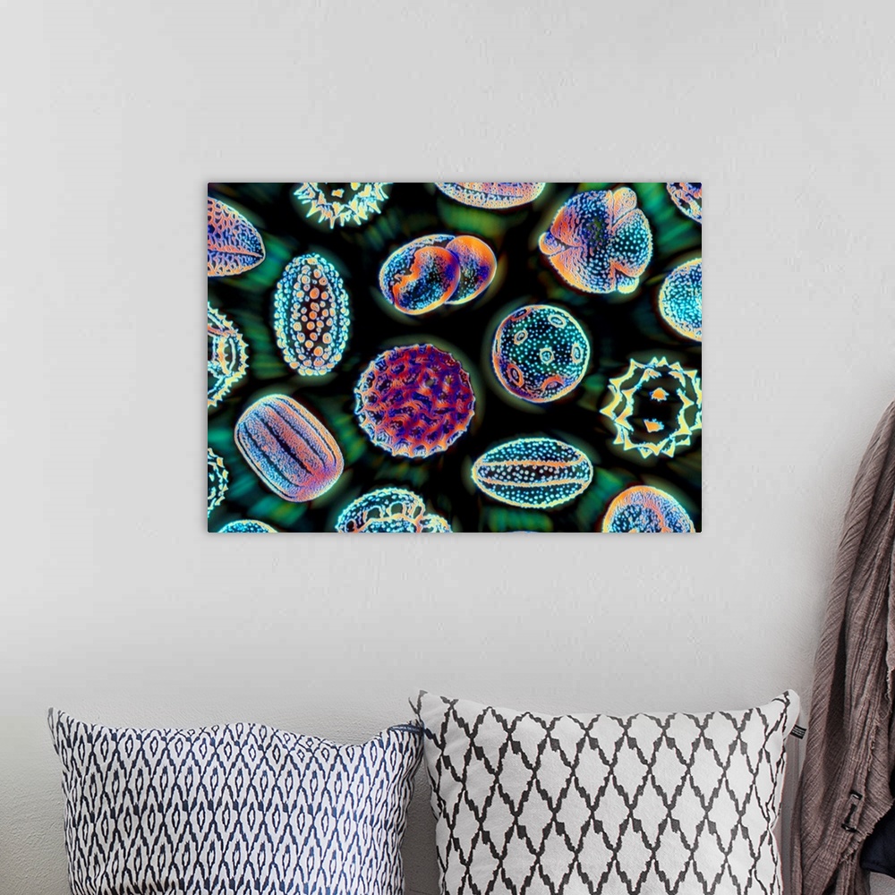 A bohemian room featuring Pollen grains. Computer-enhanced image of a Scanning Electron Micrograph (SEM) of several differe...
