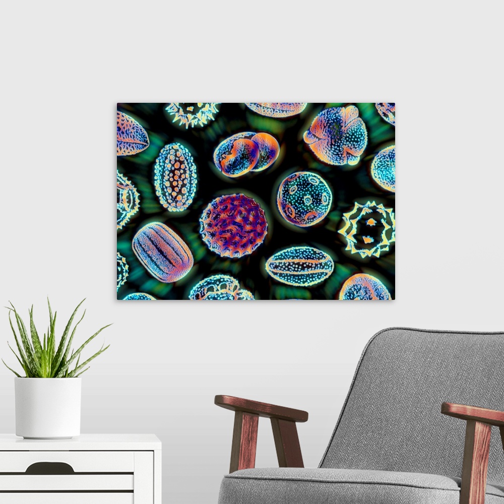 A modern room featuring Pollen grains. Computer-enhanced image of a Scanning Electron Micrograph (SEM) of several differe...