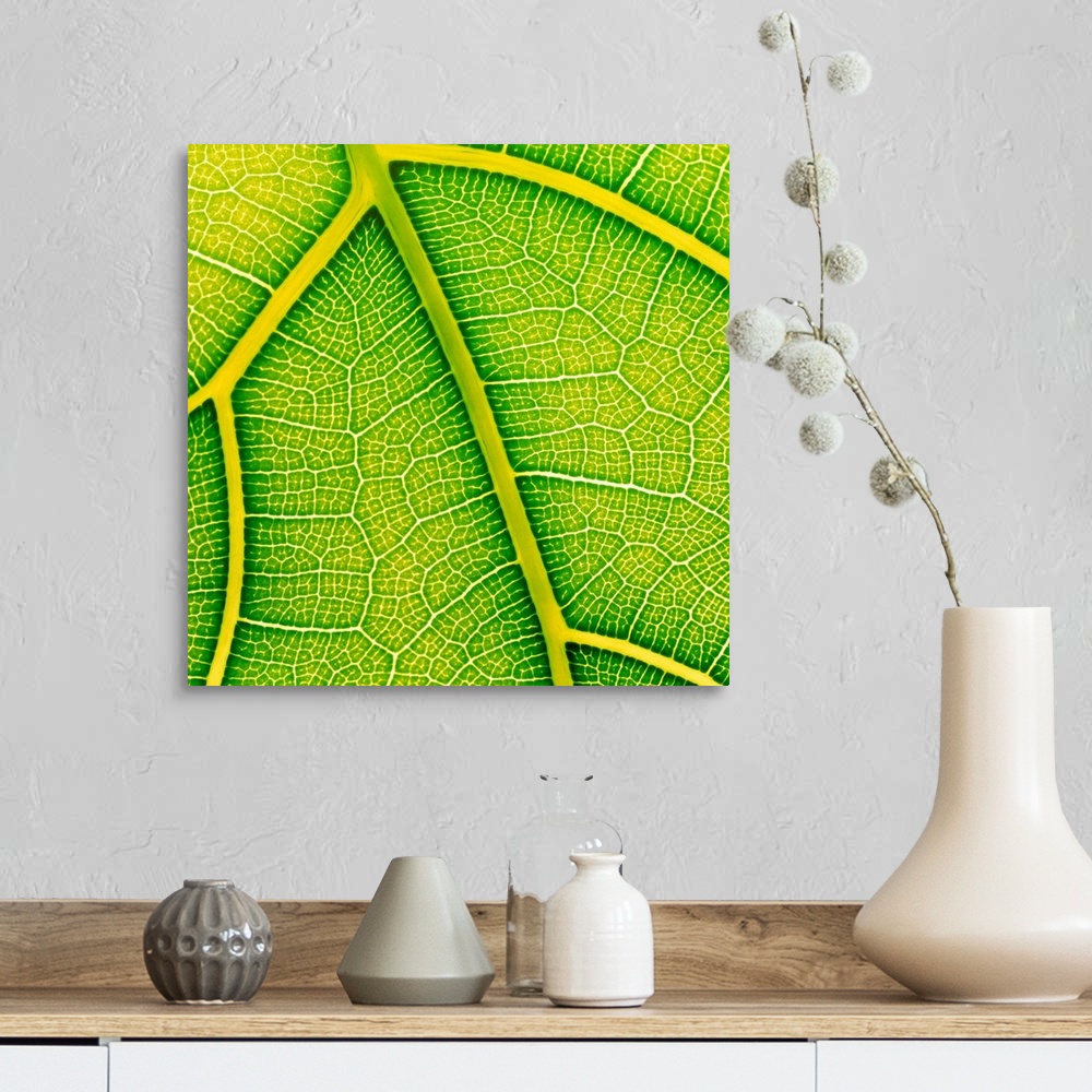 A farmhouse room featuring Fig leaf. Macrophotograph of the leaf surface and veins of the fiddle-back fig, Ficus lyrata. Thi...