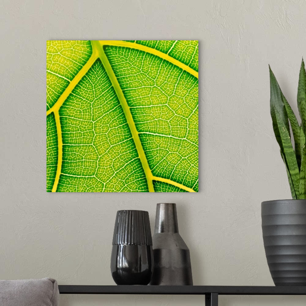 A modern room featuring Fig leaf. Macrophotograph of the leaf surface and veins of the fiddle-back fig, Ficus lyrata. Thi...