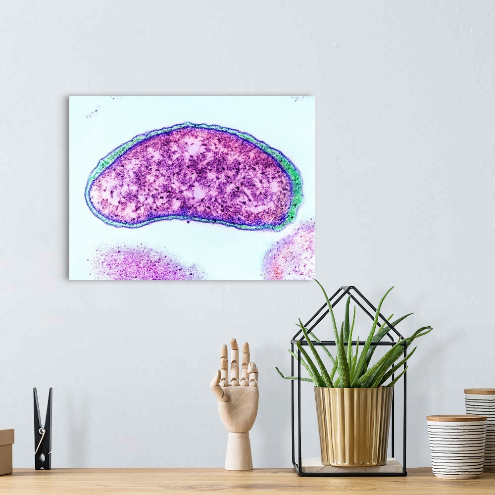 A bohemian room featuring Vibrio cholerae bacterium, coloured transmission electron micrograph (TEM). This bacterium causes...