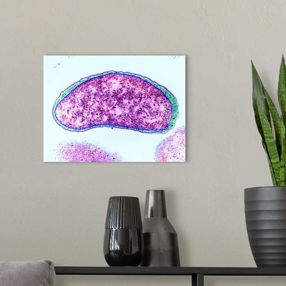 A modern room featuring Vibrio cholerae bacterium, coloured transmission electron micrograph (TEM). This bacterium causes...