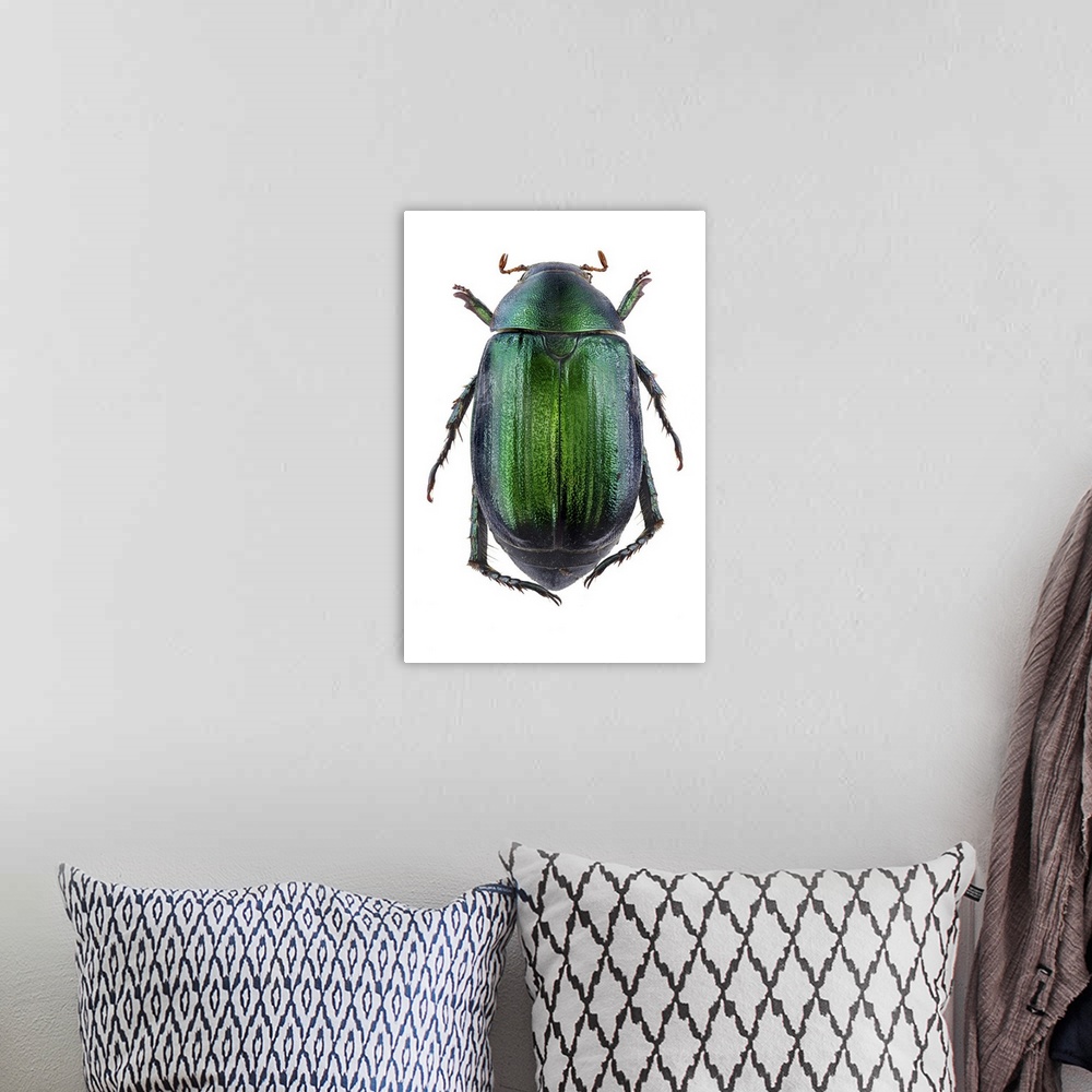 A bohemian room featuring Vine chafer beetle. The vine chafer (Anomala vitis) is a European scarab beetle.