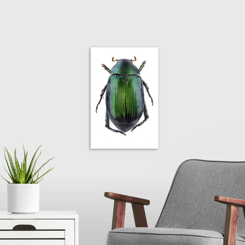 A modern room featuring Vine chafer beetle. The vine chafer (Anomala vitis) is a European scarab beetle.