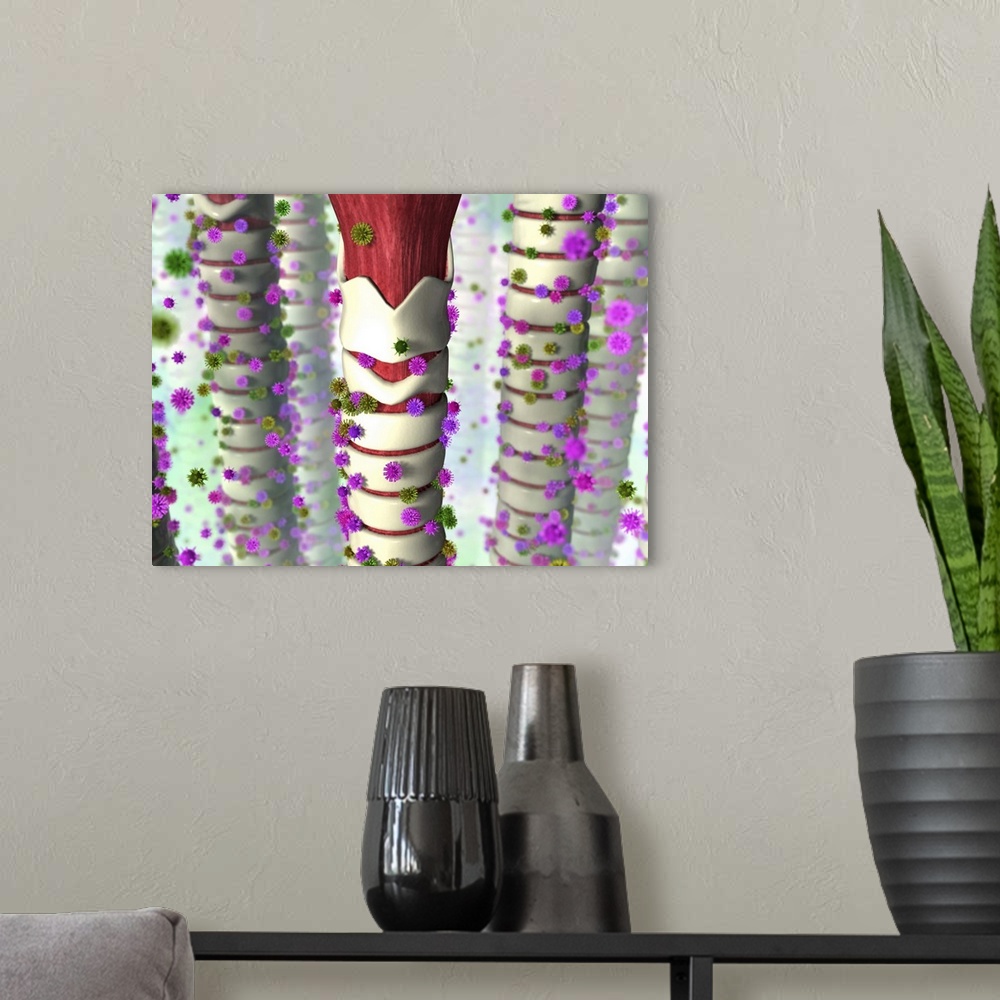 A modern room featuring Viral throat infection. Artwork of several tracheae (windpipes) being infected by viruses (spiky ...
