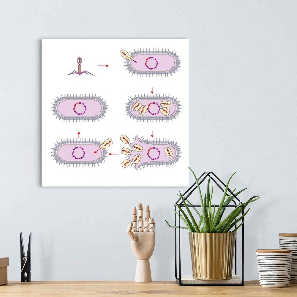 A bohemian room featuring Viral transfer of bacterial DNA. Computer artwork showing the process of transduction, whereby ge...
