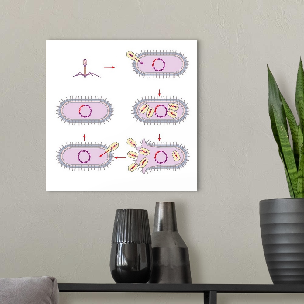 A modern room featuring Viral transfer of bacterial DNA. Computer artwork showing the process of transduction, whereby ge...