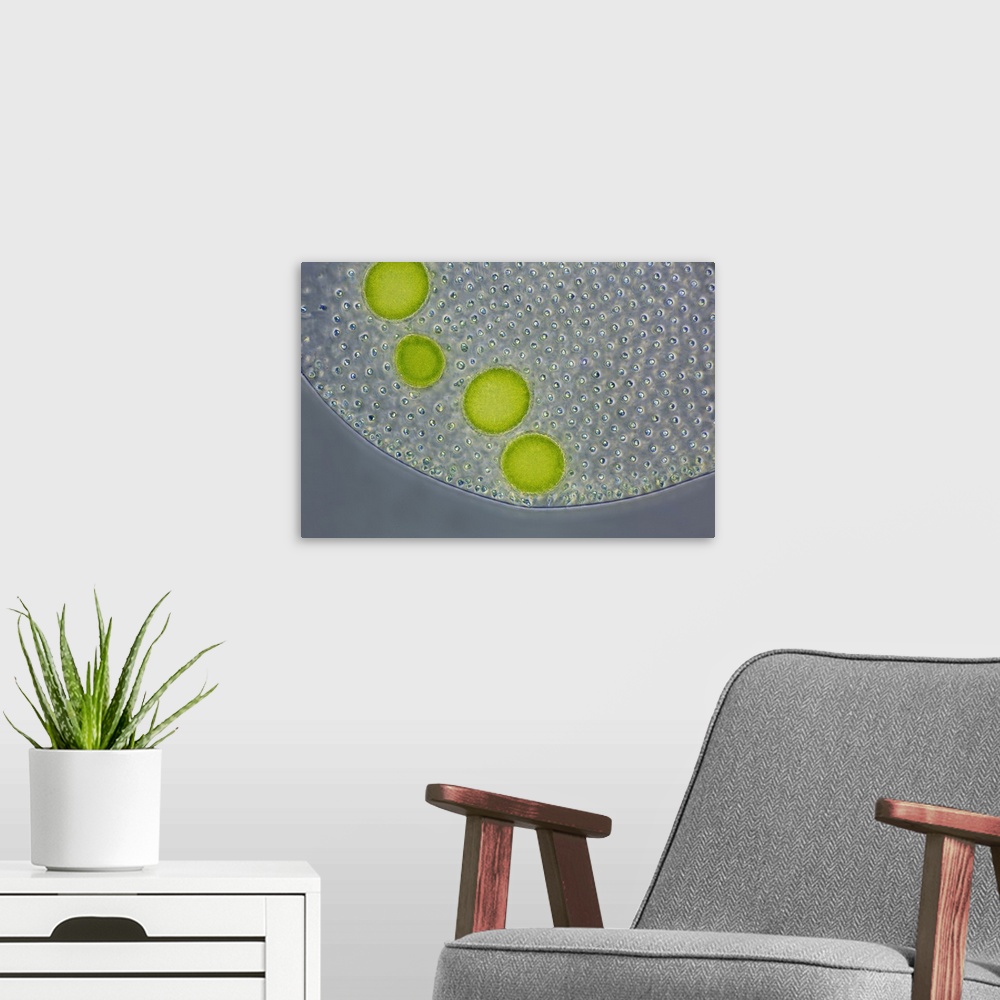 A modern room featuring Volvox colony. Light micrograph of a colony of the freshwater alga Volvox sp. The colony is a hol...