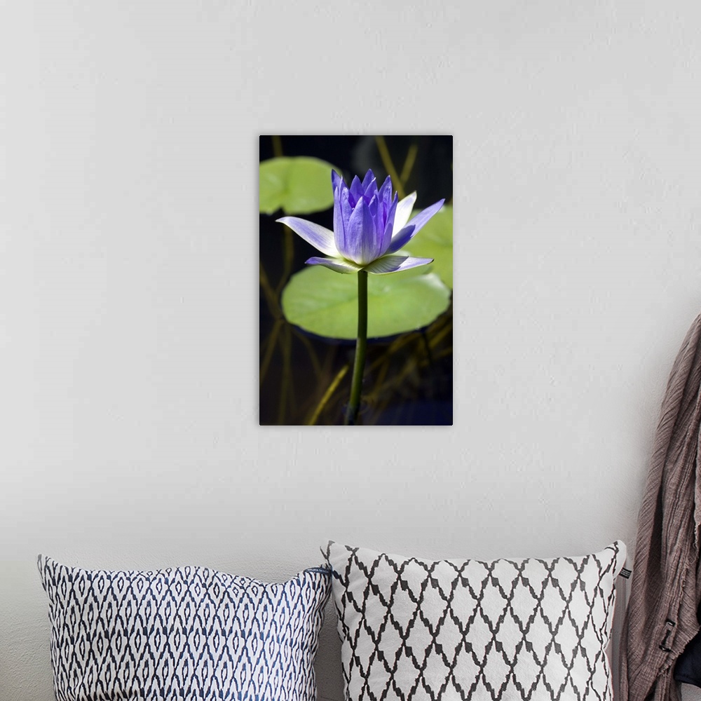 A bohemian room featuring Water lily (Nymphaea sp.). Photographed on Nevis island, Caribbean.