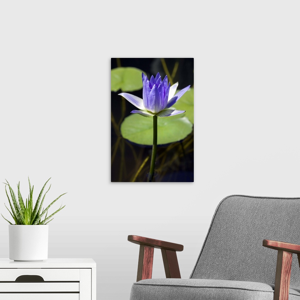 A modern room featuring Water lily (Nymphaea sp.). Photographed on Nevis island, Caribbean.