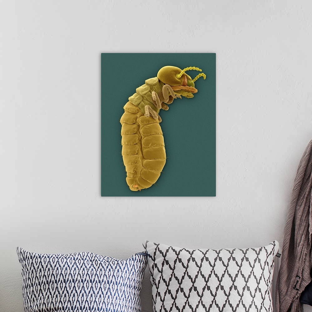 A bohemian room featuring Coloured scanning electron micrograph (SEM) of Western drywood termite (Incisitermes minor). It i...