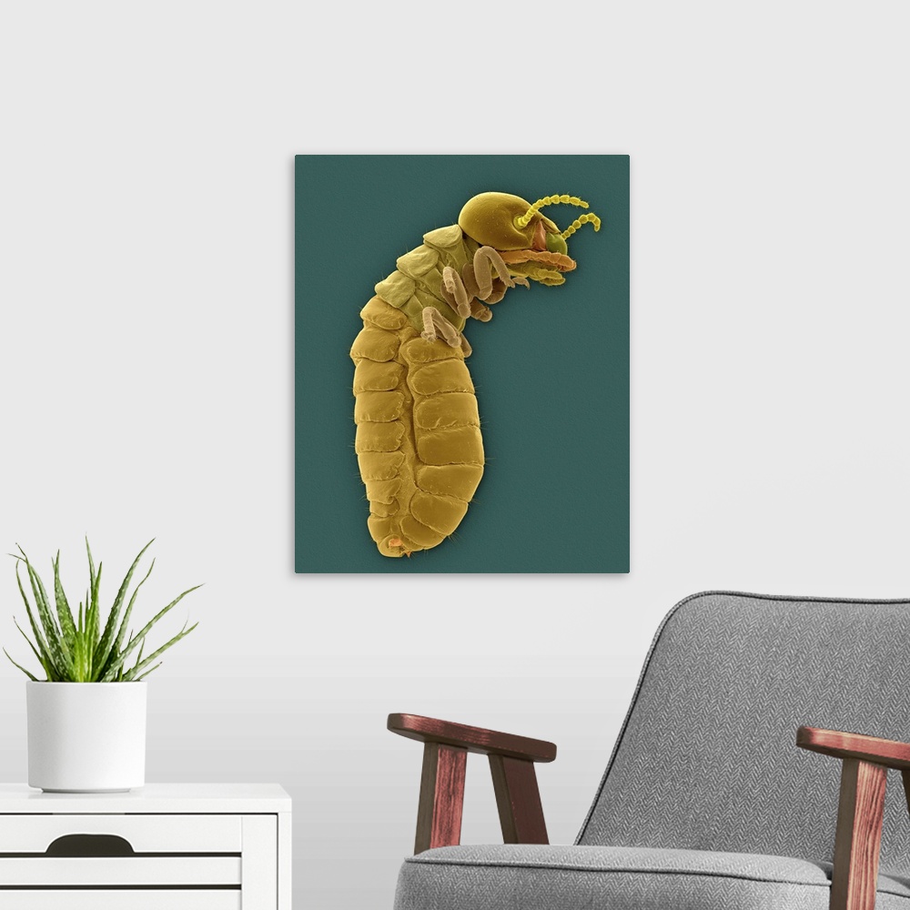 A modern room featuring Coloured scanning electron micrograph (SEM) of Western drywood termite (Incisitermes minor). It i...