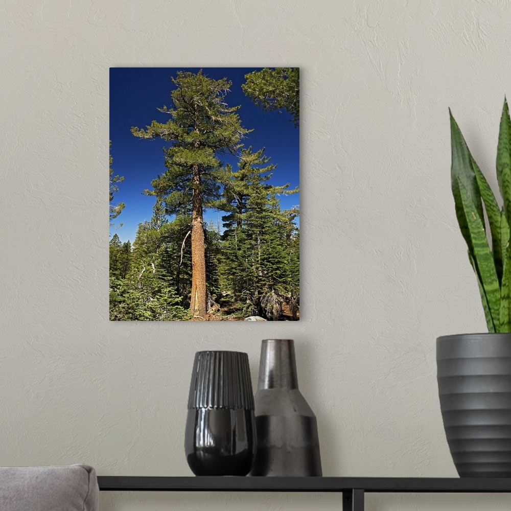 A modern room featuring Western white pine tree (Pinus monticola). Photographed at around 3000 metres in the Sierra Nevad...