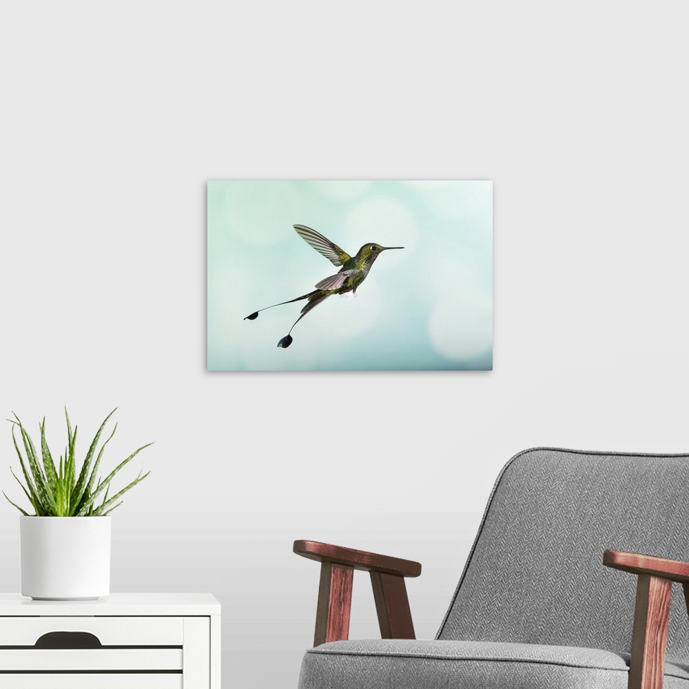 A modern room featuring White-booted racket-tail (Ocreatus underwoodii) hummingbird. This hummingbird (family Trochilidae...