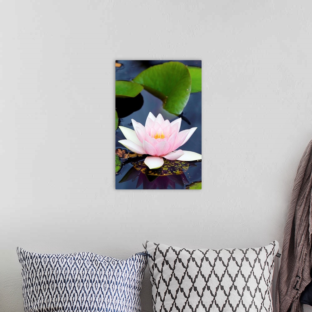 A bohemian room featuring White water lily flower (Nymphaea alba). Photographed in Purbeck, Dorset, UK.
