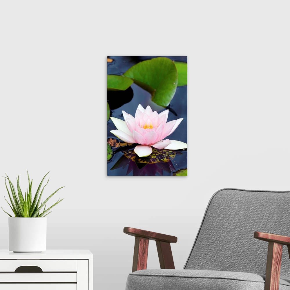 A modern room featuring White water lily flower (Nymphaea alba). Photographed in Purbeck, Dorset, UK.
