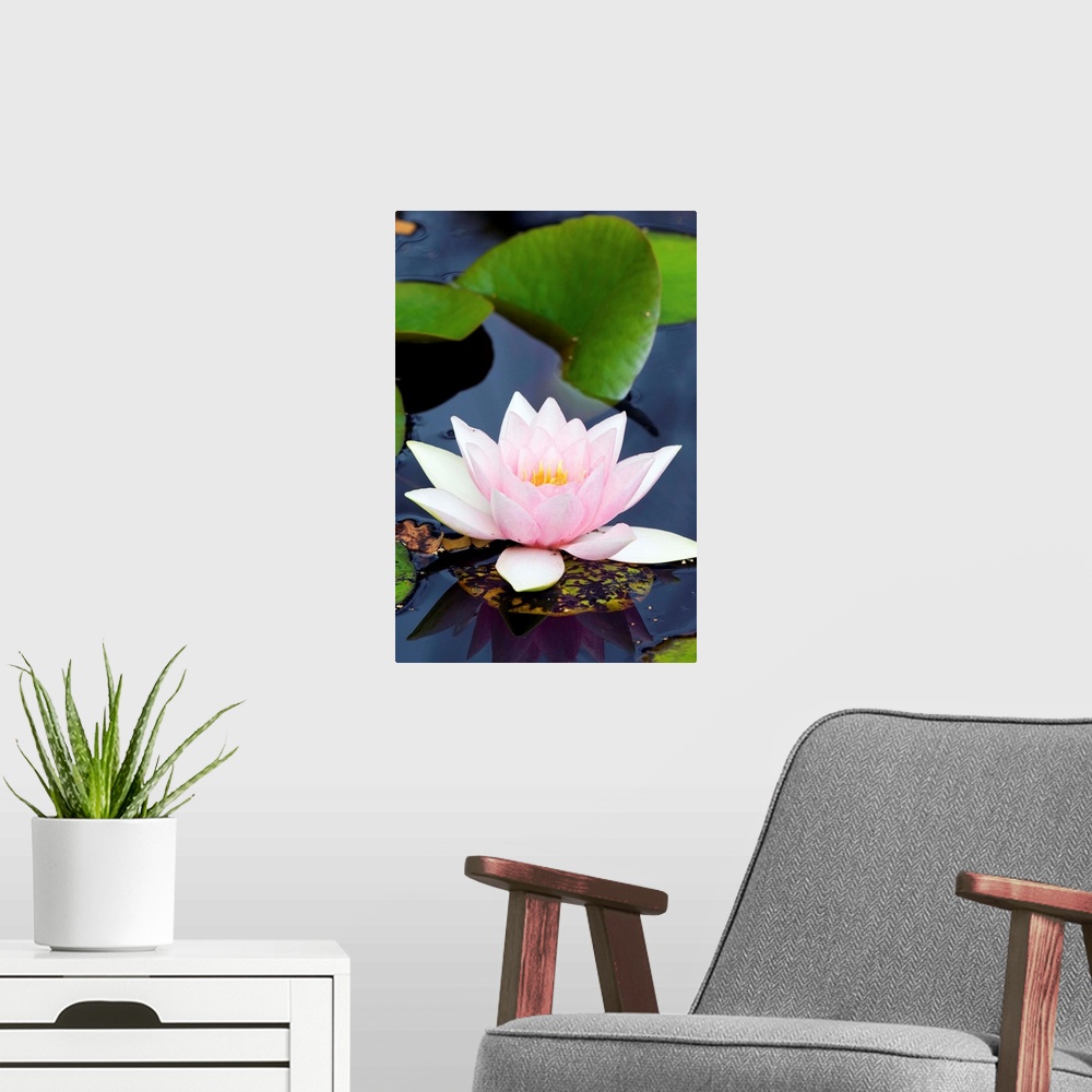 A modern room featuring White water lily flower (Nymphaea alba). Photographed in Purbeck, Dorset, UK.