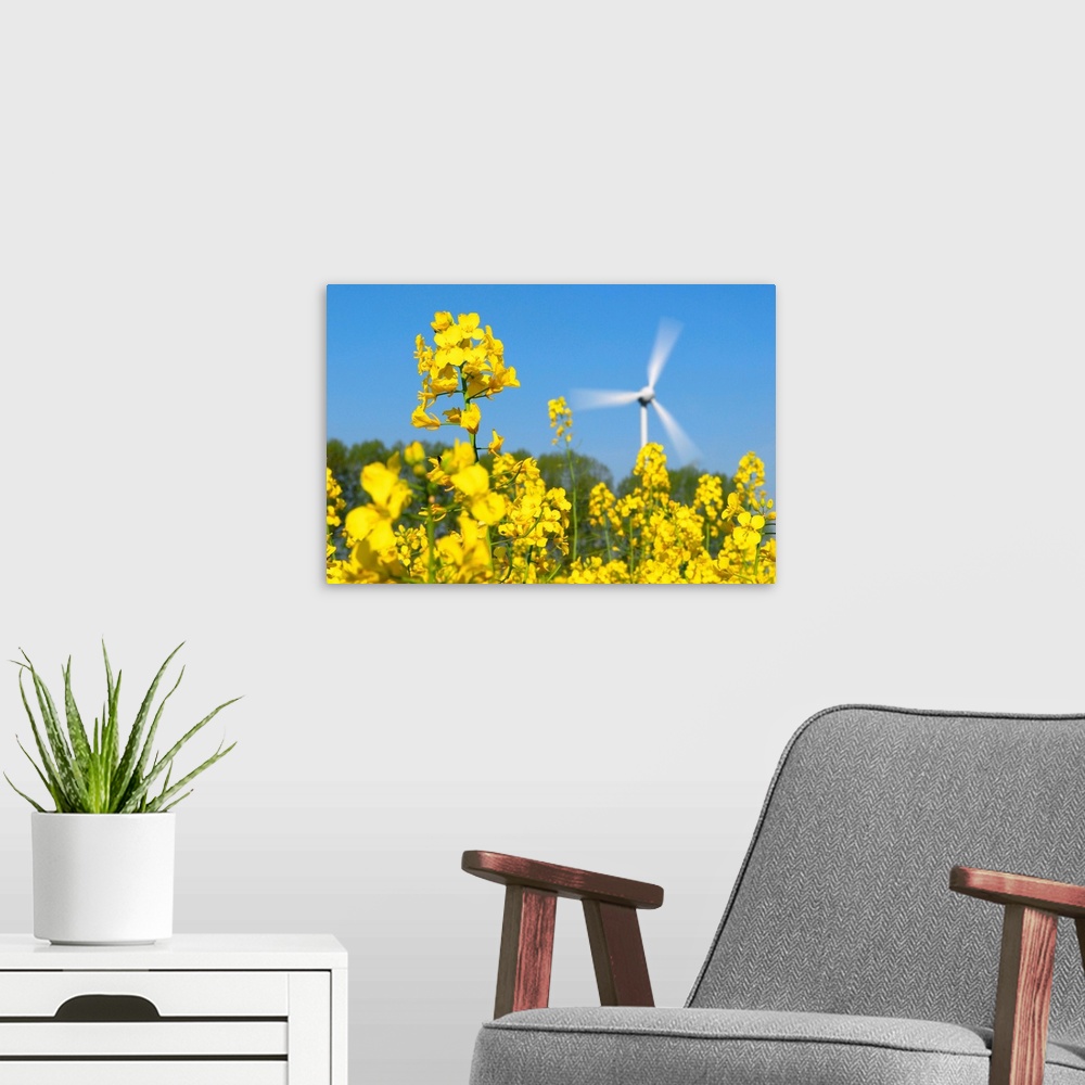 A modern room featuring Wind turbine in a rape field. Wind power is a renewable and clean source of energy for electricit...