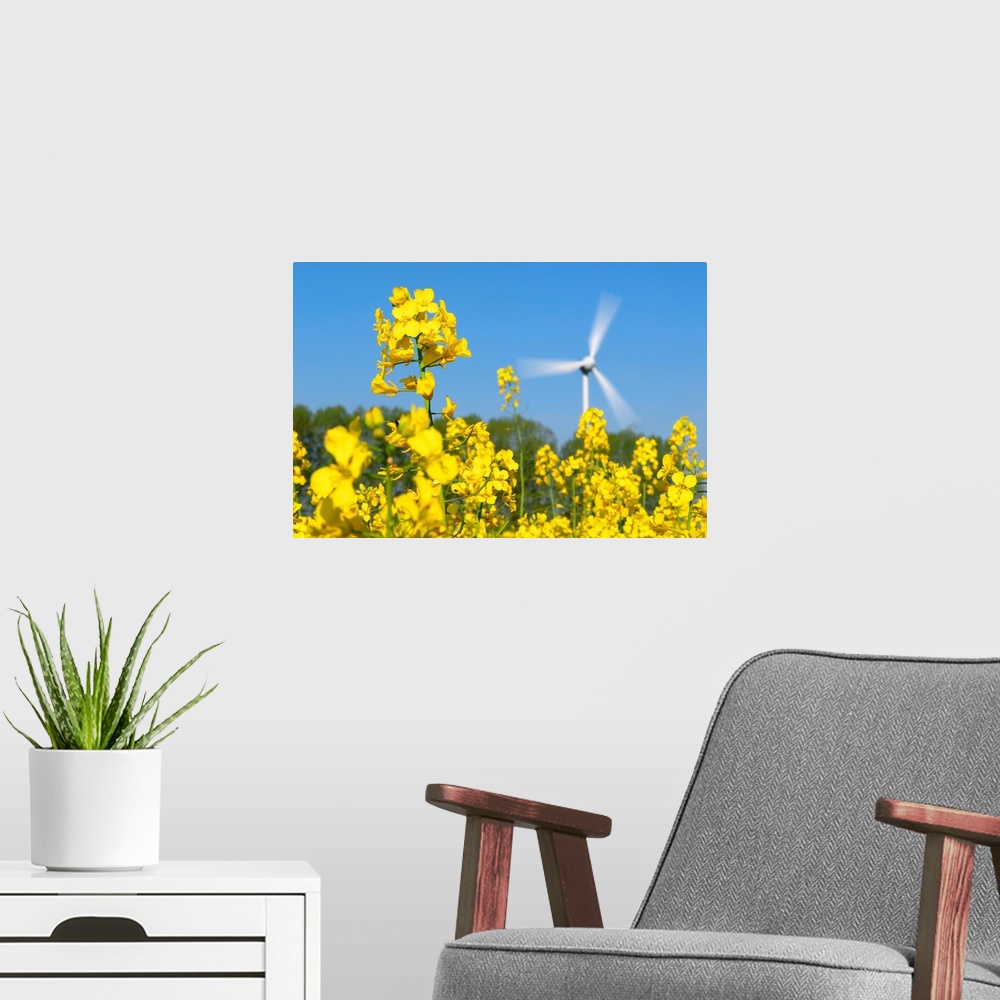 A modern room featuring Wind turbine in a rape field. Wind power is a renewable and clean source of energy for electricit...