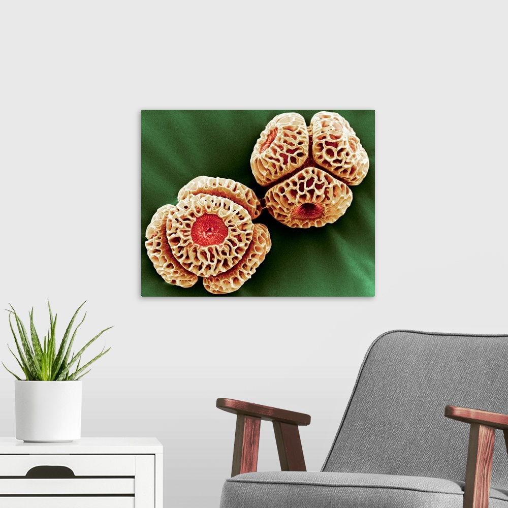 A modern room featuring Winter's bark pollen. Coloured scanning electron micrograph of winter's bark Drimys winteri polle...