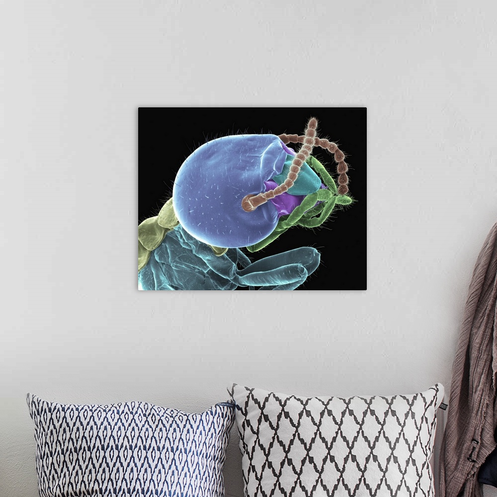 A bohemian room featuring Coloured scanning electron micrograph (SEM) of Formosan (subterranean) worker termite head (Copto...