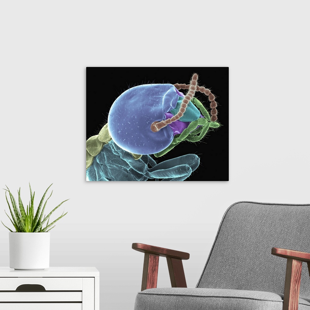A modern room featuring Coloured scanning electron micrograph (SEM) of Formosan (subterranean) worker termite head (Copto...