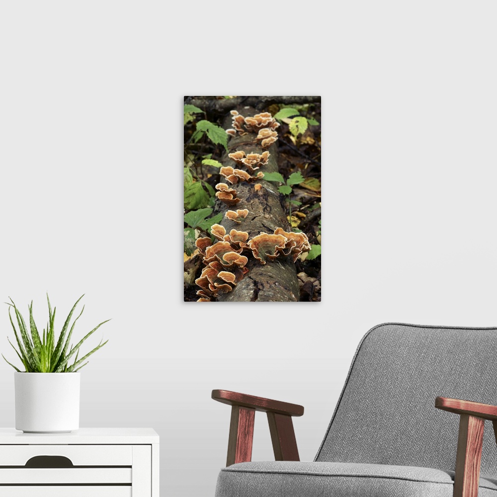 A modern room featuring Yellow curtain crust fungus (Stereum subtomentosum) on a log.