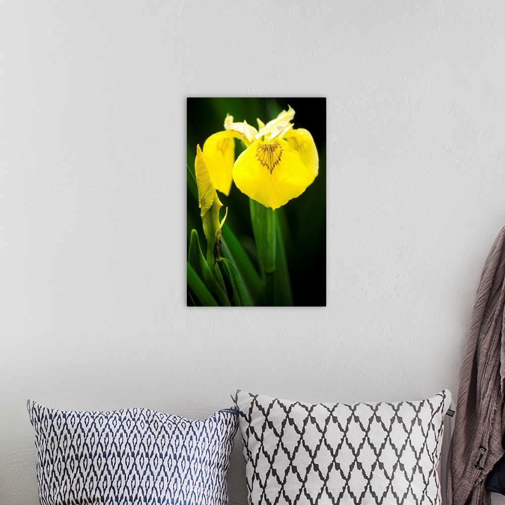 A bohemian room featuring Yellow flag iris flowers (Iris pseudacorus).