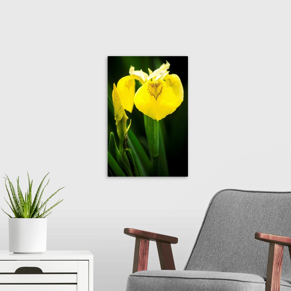 A modern room featuring Yellow flag iris flowers (Iris pseudacorus).
