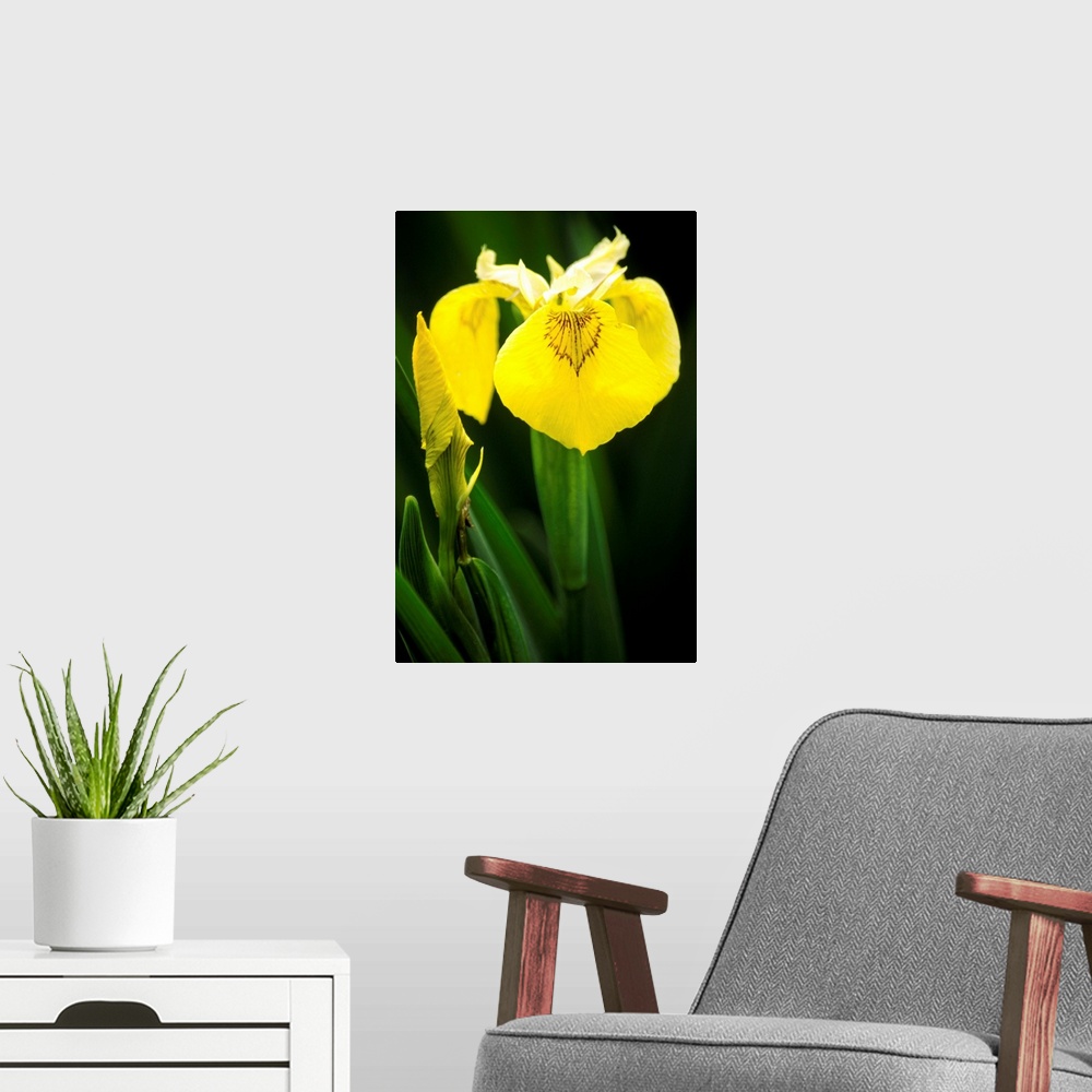 A modern room featuring Yellow flag iris flowers (Iris pseudacorus).