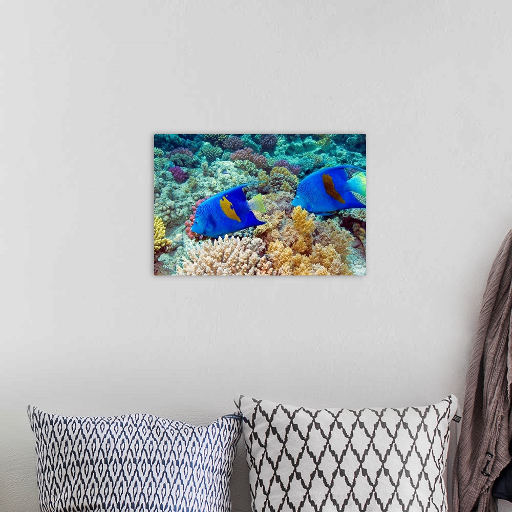 A bohemian room featuring Yellowbar angelfish (Pomacanthus maculosus) swimming over coral on a reef. This fish can reach up...