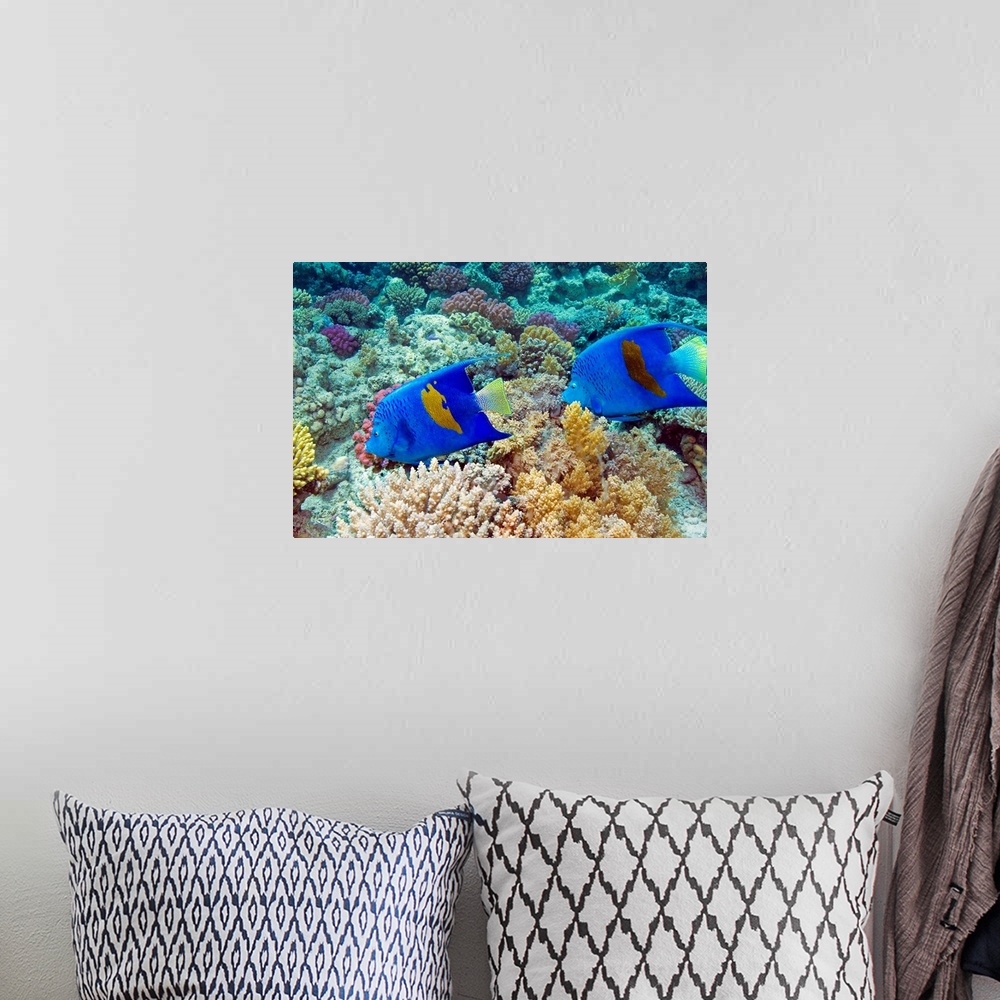 A bohemian room featuring Yellowbar angelfish (Pomacanthus maculosus) swimming over coral on a reef. This fish can reach up...