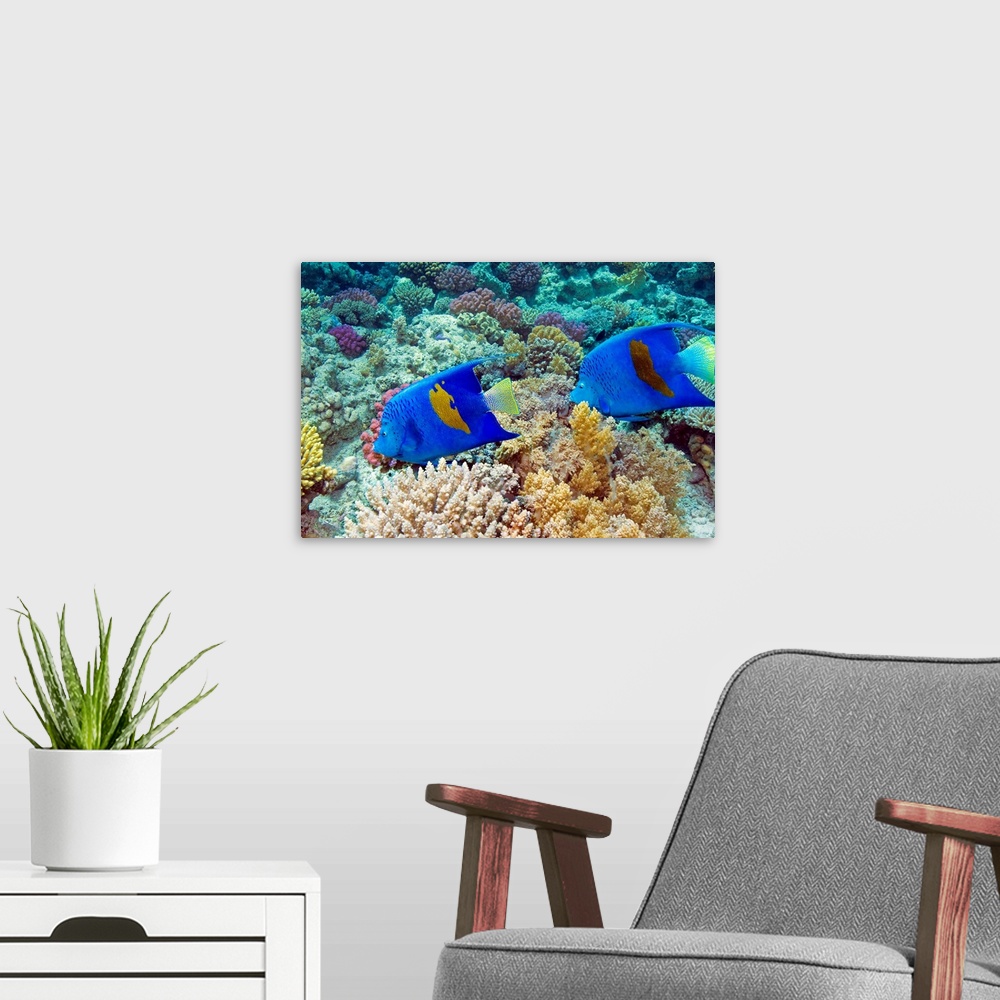 A modern room featuring Yellowbar angelfish (Pomacanthus maculosus) swimming over coral on a reef. This fish can reach up...