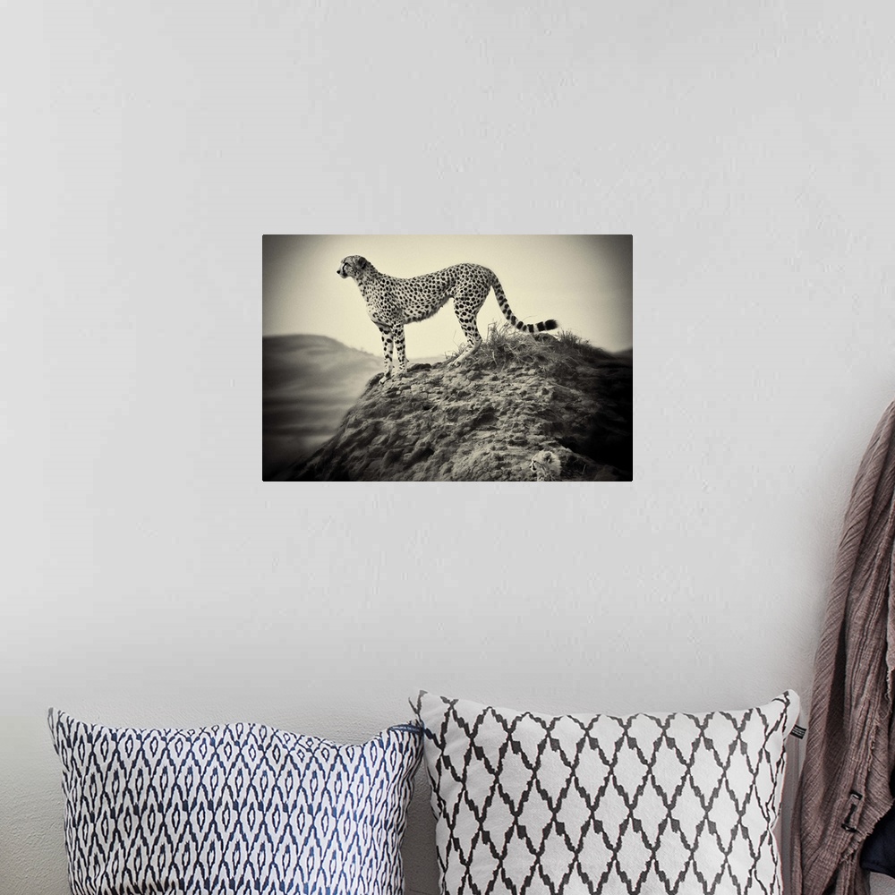 A bohemian room featuring African Cheetah and her cub, hunting at sunrise