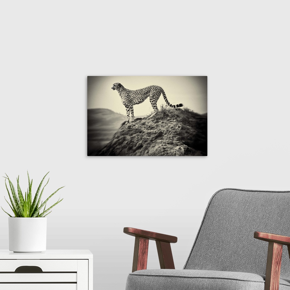 A modern room featuring African Cheetah and her cub, hunting at sunrise