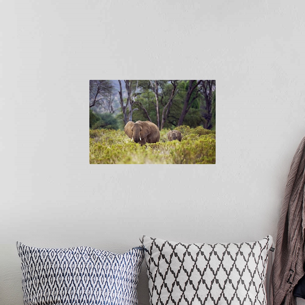 A bohemian room featuring An elephant and its baby are photographed from a distance as they walk through tall brush.