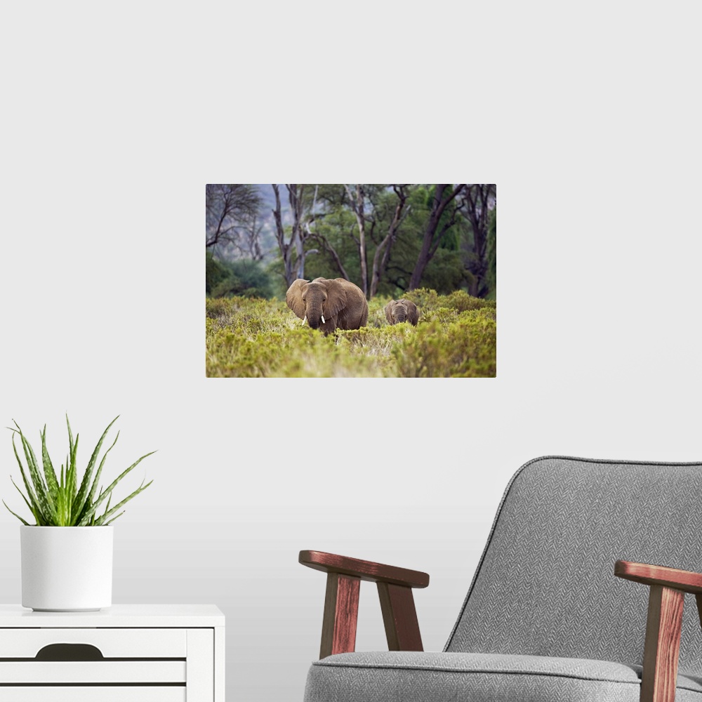 A modern room featuring An elephant and its baby are photographed from a distance as they walk through tall brush.