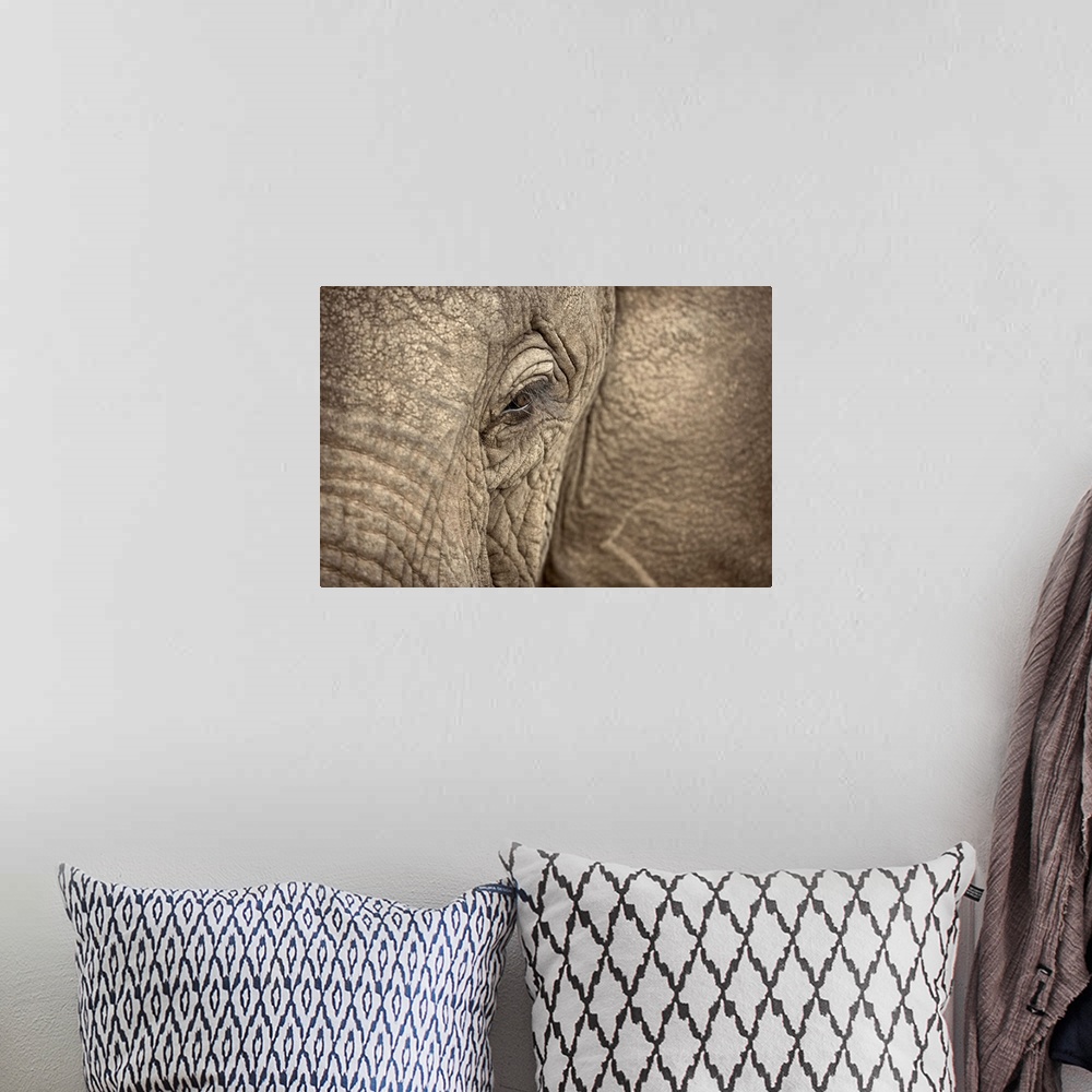 A bohemian room featuring Giant photograph focuses on the left side of a heavy plant-eating mammal's roughly textured face....