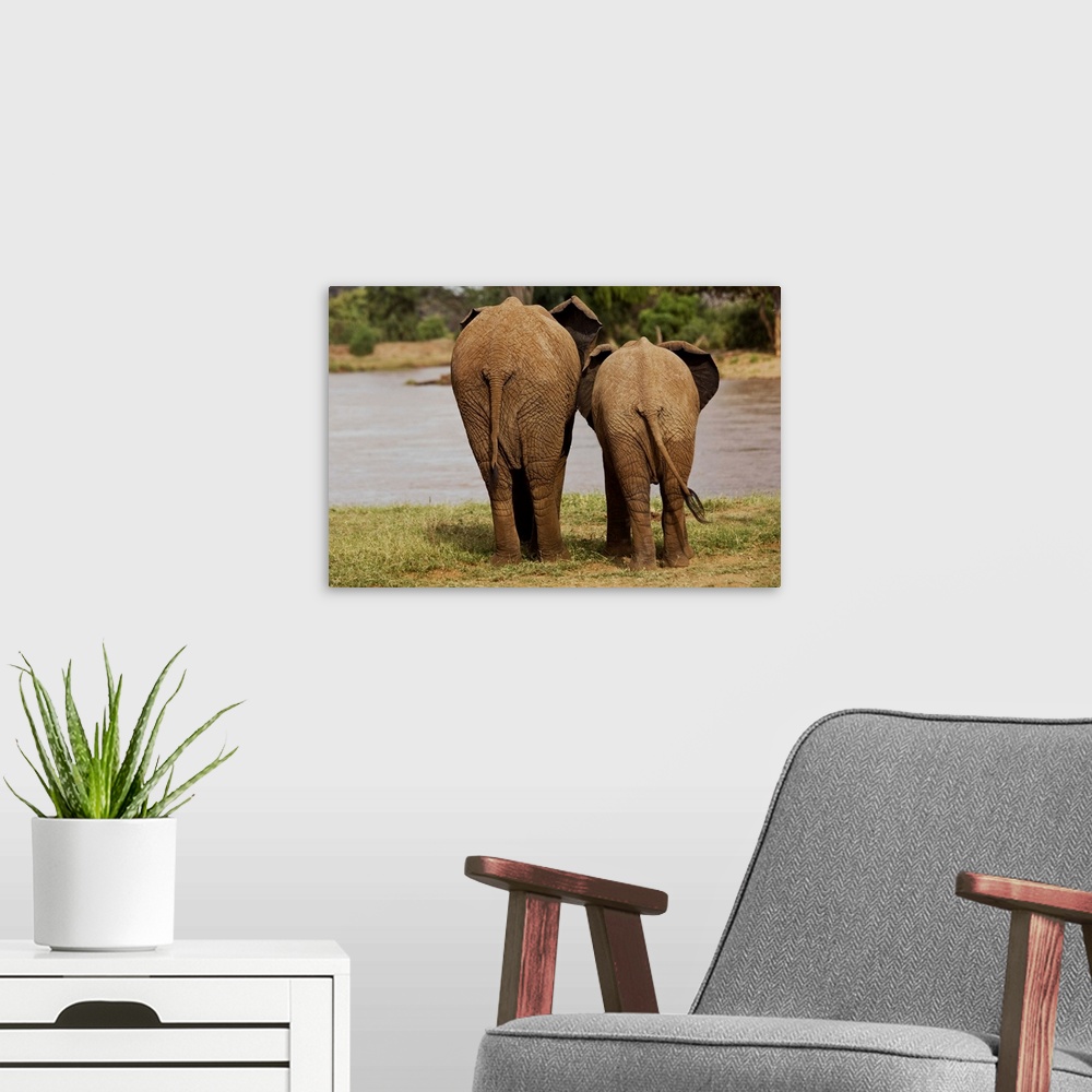 A modern room featuring African Elephant Family